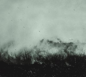 zenjungle.werenothere.againstthesilence