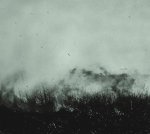 zenjungle.werenothere.againstthesilence